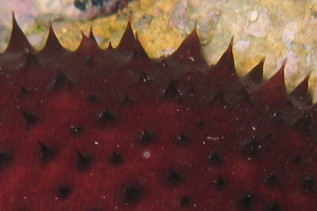 Holothuria sanctori (Delle Chiaje, 1823)